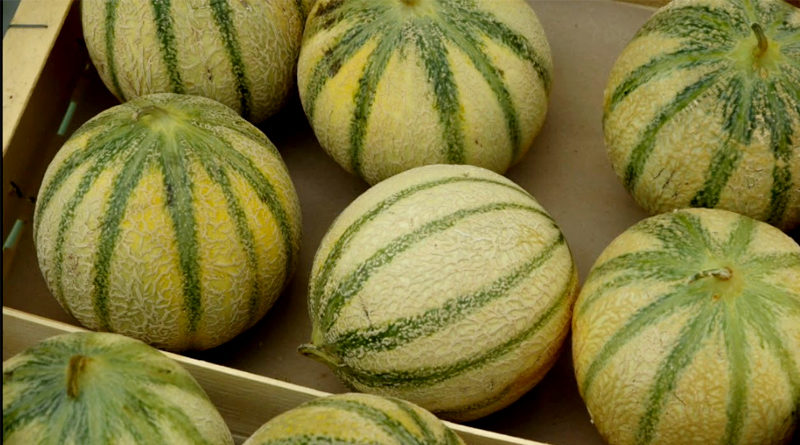 खरबूजे (melon) के 7 महत्वपूर्ण फायदे