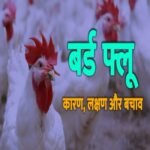 बर्ड फ्लू के लक्षण, रोकथाम और 7 महत्वपूर्ण घरेलू उपचार! (Bird flu symptoms, prevention and 7 important home remedies in Hindi)