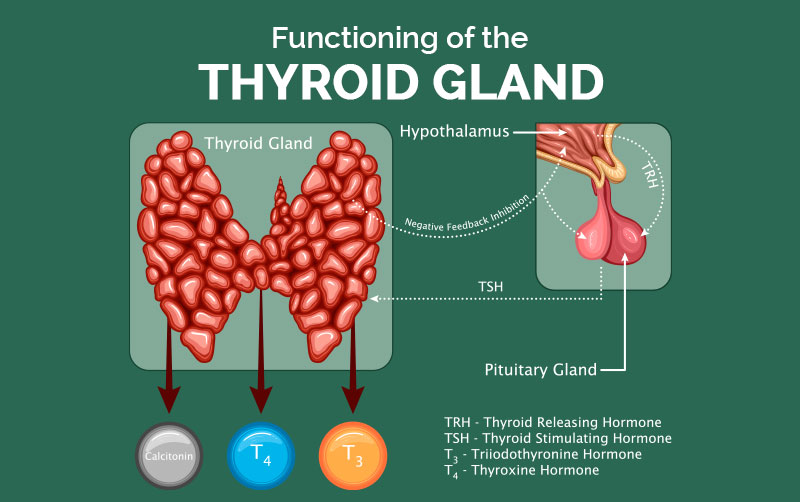 Funcationing of the Thyroid Gland