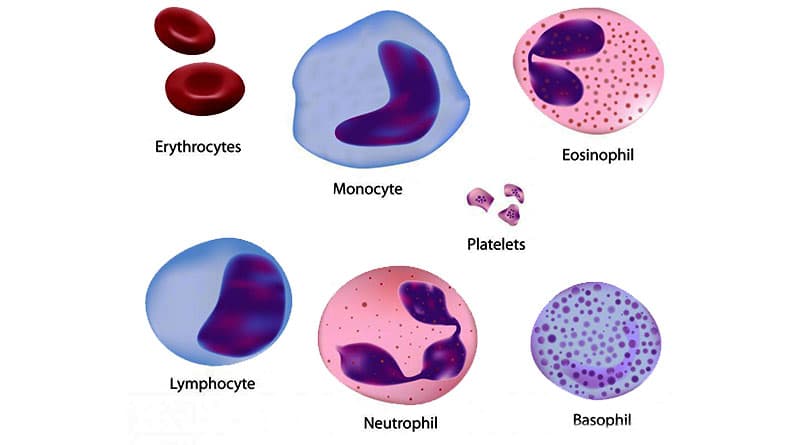 श्वेत रक्त कोशिका विकार (White blood cell disorders)